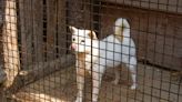 South Korea Passes Bill to Finally End the Practice of Eating Dog Meat