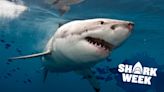 How Many Shark Attacks Are There Per Year?