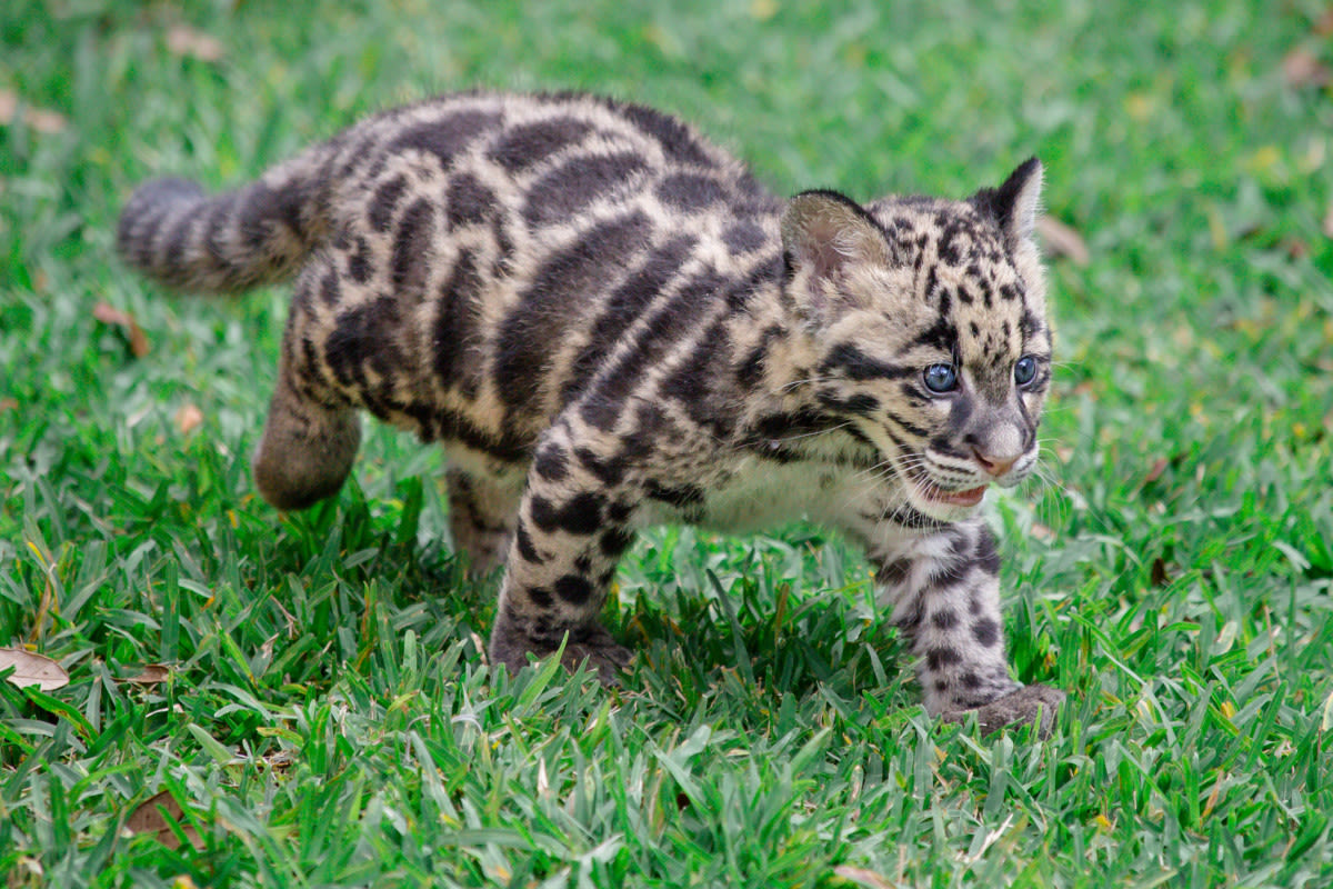 Zookeeper Gives Clouded Leopard Cub a Bath and We All Want the Job
