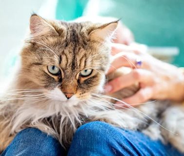 Cómo surgió la frase "señora de los gatos" y por qué es ofensiva para algunas mujeres