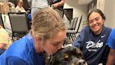 Therapy dogs real stars of Women's College World Series, aiding mental health and performance