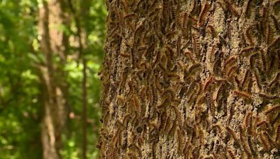 Spongy moth caterpillars feast on oak trees