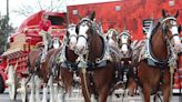 Budweiser Clydesdales returning to Birmingham for summer tour