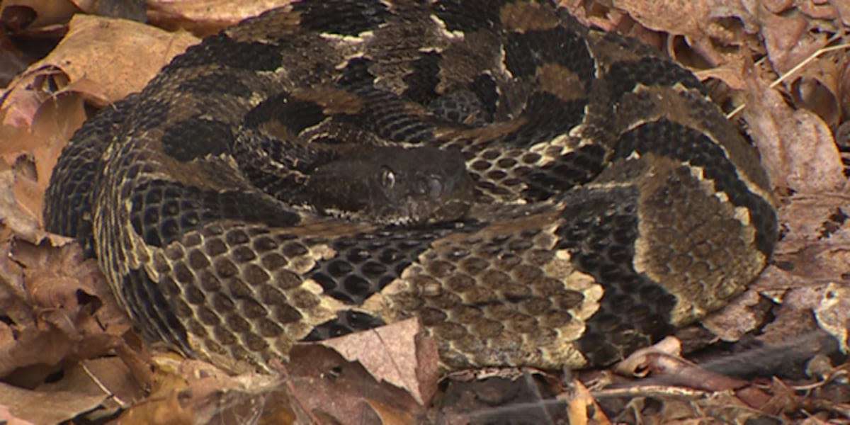 Connecticut man bitten by rare rattlesnake ends up in coma