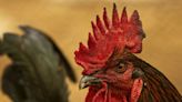 6 arrested in Linden on suspicion of rooster fighting ring