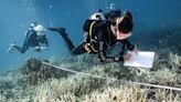 El auge del submarinismo para salvar los arrecifes de coral