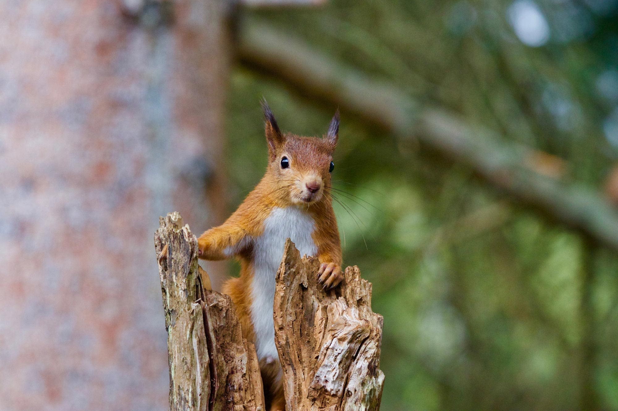 Genetic Sleuths Discover Red Squirrels As Medieval Leprosy Carriers