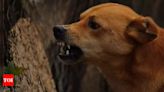 Toddler mauled to death by stray dogs in Hyderabad | Hyderabad News - Times of India