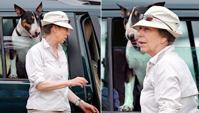 Princess Anne's unruly dogs who almost got her arrested: All the times her terriers caused chaos