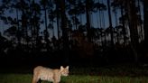 Video shows bobcat take casual stroll around pool in Naples, Florida