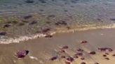 Las medusas invaden la playa de ElBulli, en la Cala Montjoi de Roses