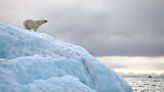 Sweet Image of a Napping Polar Bear Wins Wildlife Photography Award