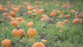 It’s pumpkin season! These pumpkin patches are opening this weekend in Whatcom and Skagit