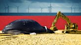 How offshore wind projects came to be wrongly blamed for whale deaths