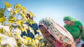 Better Cotton Boosts Bankability for India’s Cotton Farmers