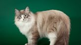 Siberian Cat Caught 'Backfiring' and the Video Wins the Internet