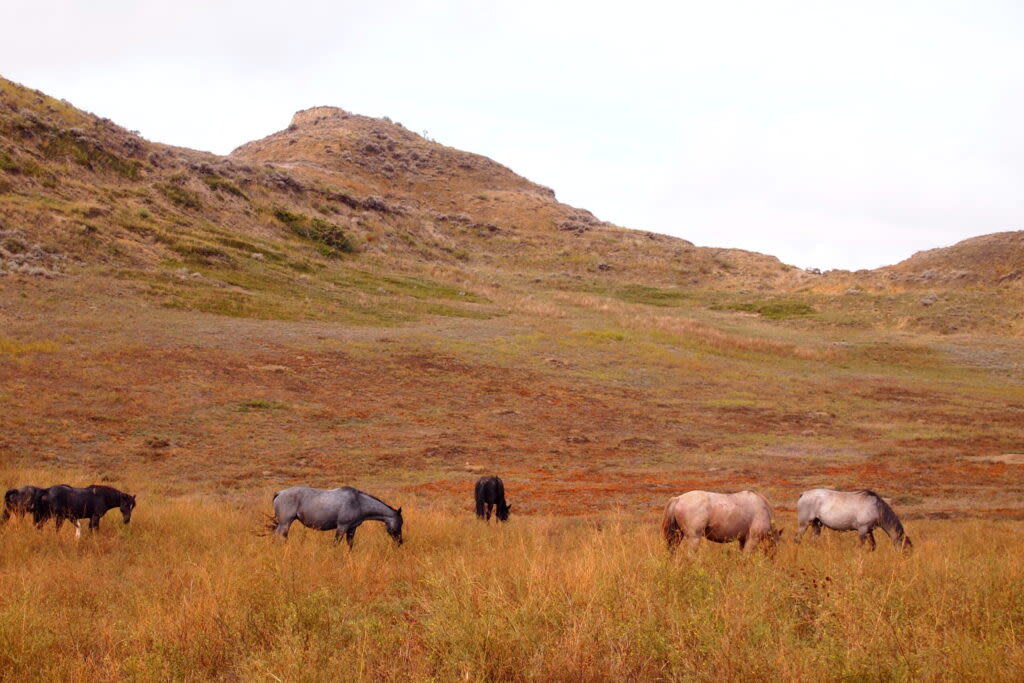 Wild horses to stay in national park; management plan needed, advocate says