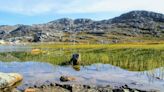 In Icy Greenland, Area Covered by Vegetation Has More Than Doubled in Size