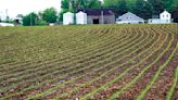 Recent rains 'a blessing and a curse' for area farmers