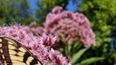 How to combine new native plants with perennials in blended gardens