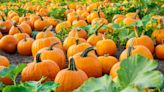 Pumpkin patches are opening in Fresno County: where are they?