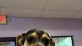 Pet of the Week: Echo, the Rat Terrier-Mix