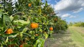 Less juice to squeeze: Extreme weather, diseases impacting orange harvests
