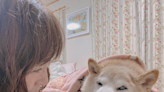 Famed Shiba Inu dog who inspired ‘doge’ meme is critically ill with leukemia: ‘Get well soon Kabosu’