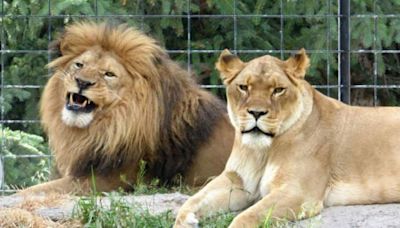 Lion passes away at Idaho Falls Zoo - East Idaho News