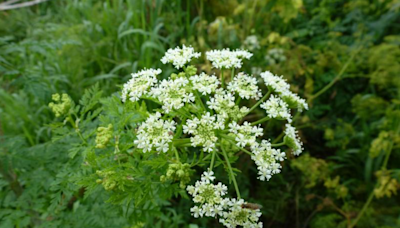 Poison hemlock, wild parsnips are invasive to Ohio. How to spot them, get rid of them