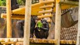 5 chimpanzees added to Busch Gardens Tampa Bay