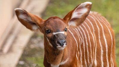 Zoo staff celebrate birth of critically-endangered mountain bongo calf