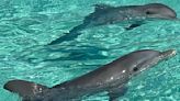 Eight dolphins are 'left to DIE in abandoned Bahamas sea resort'