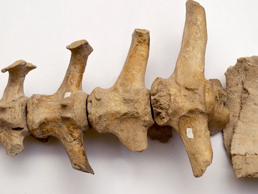 Huesos que dan nuevas pistas sobre los primeros pobladores del continente | Hallazgo de científicos del Conicet