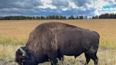 Woman, 83, seriously injured after bison gored her in Yellowstone National Park