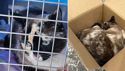 Selló un paquete de devolución de Amazon, no vio que su gata estaba adentro y la mascota viajó 800 kilómetros | Mundo