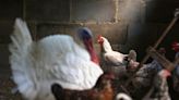 Japón detiene importaciones de aves de corral de estado brasileño por contagios de gripe aviar