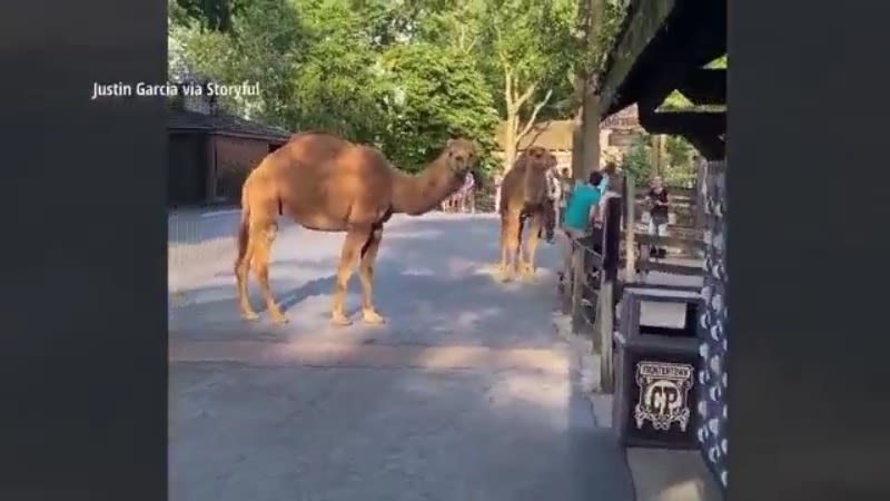 VIDEO: Camels on the loose at Cedar Point, PETA calling for accountability