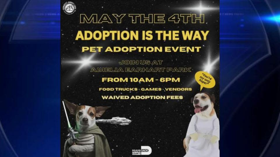 Miami-Dade to celebrate Star Wars Day with themed pet adoption event - WSVN 7News | Miami News, Weather, Sports | Fort Lauderdale