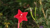 These two red-blooming vines can be annoyingly invasive | Mystery Plant