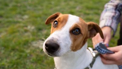 Pets têm direito a pensão na separação do casal? Especialista explica