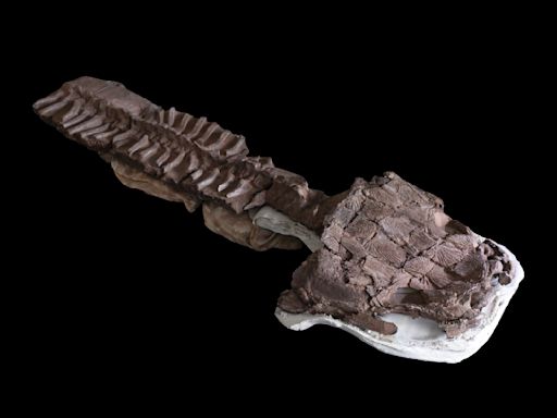 Fossils show huge salamanderlike predator with sharp fangs existed before the dinosaurs