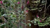 Much-honored Pugster Amethyst butterfly bush is irresistible to pollinators