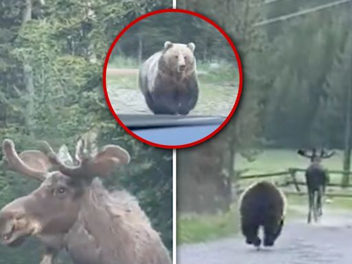 Grizzly Bear Chases Down Moose in Montana Wilderness, Crazy Video