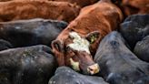 La hacienda se negoció con ligeros altibajos en el Mercado Agroganadero de Cañuelas