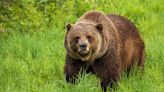 Grizzlies are returning to Washington’s North Cascades. How will that work?