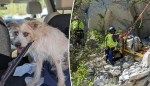 ‘One very lucky’ dog rescued after falling off 50-foot cliff at Connecticut quarry