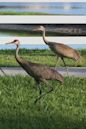 Sandhill crane