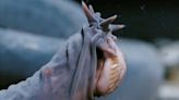 Meet Hagfish, the Slimiest and Possibly Weirdest Animal in the Ocean