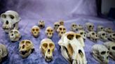 Postal workers seize over 700 animal skulls being mailed to US, French officials say